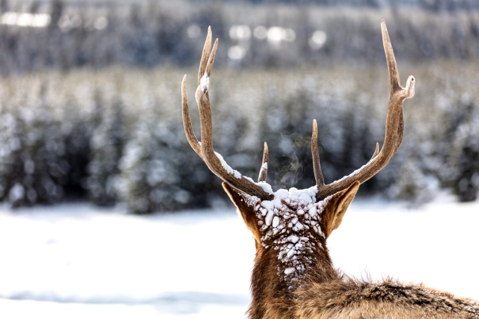 Elk portrait from behind