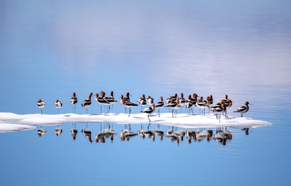 American Avocet at Yellowstone Lake photo