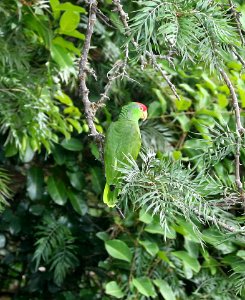 RED-CROWNED AMAZON (9-21-2017) aiea loop trail, keaiwa heiau recreation area, honolulu co, hawaii -02