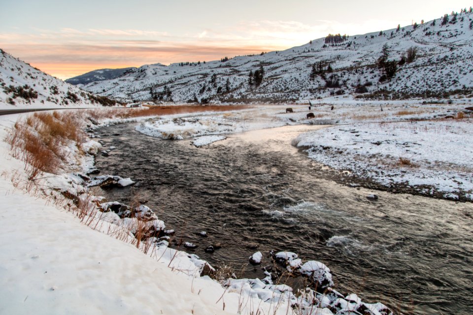Bison along the Gardner River during Sunset