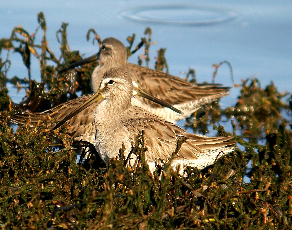 332 - LONG-BILLED DOWITCHER (1-12-06) slo co, ca  (1)