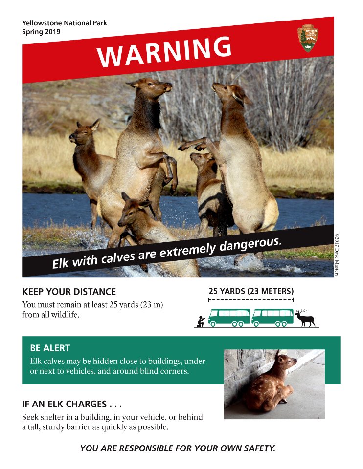Spring elk warning 8.5x11 poster