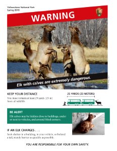Spring elk warning 8.5x11 poster
