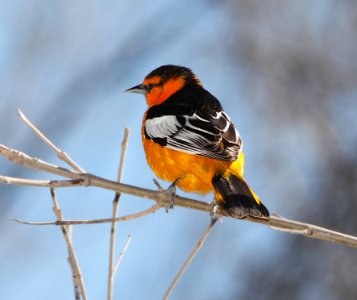 ORIOLE, BULLOCK'S (3-22-11) paton's yard, patagonia, scc, az -04
