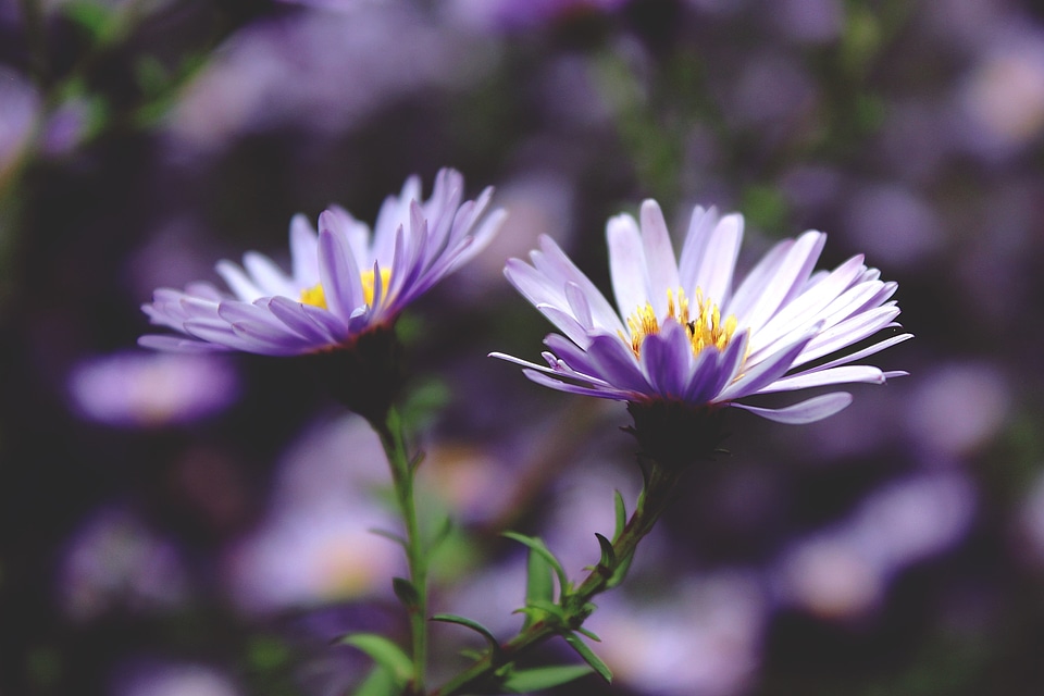Purple nature plant