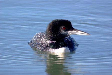 LOON, COMMON (12-22-07) -03
