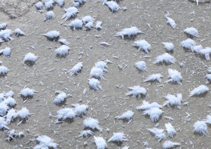 Ice crystals on Mound Terrace photo