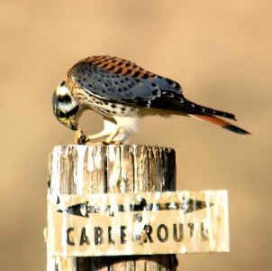 549 - AMERICAN KESTREL (10-11-05) carrizo plain nat mon, slo co, ca (2)