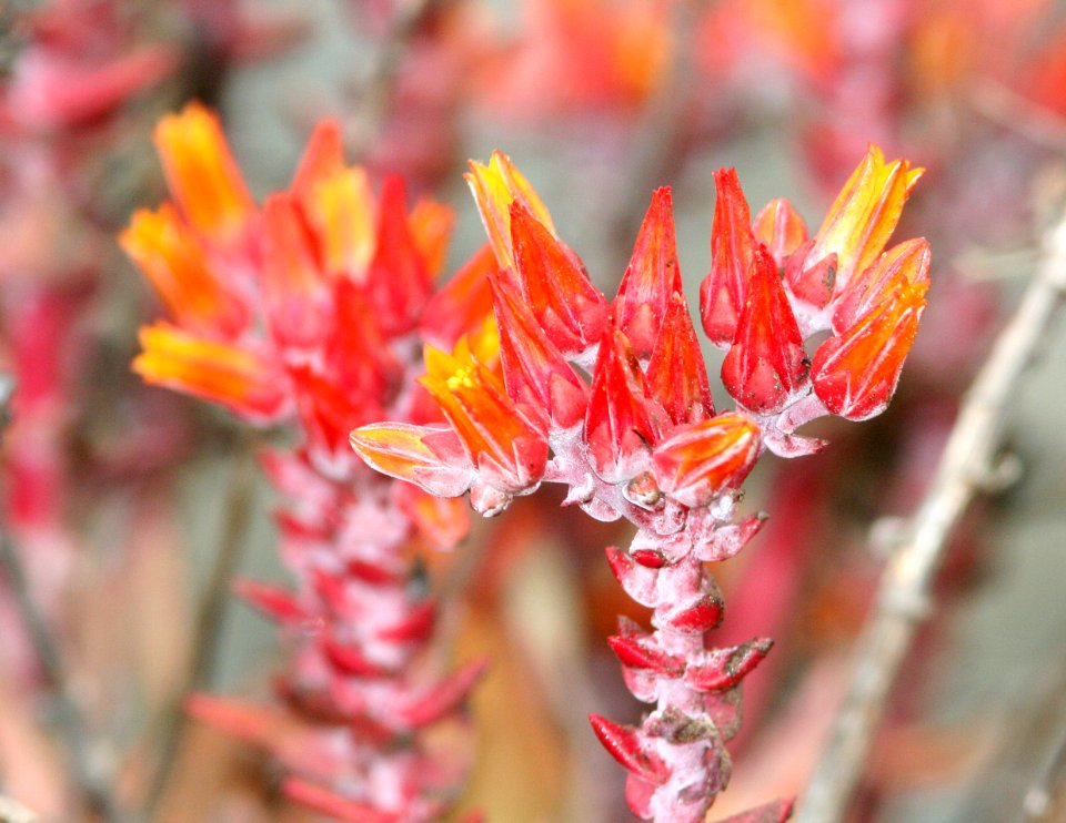 DUDLEYA (dudleya caespitosa) piedras blancas -2