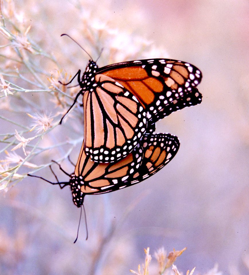 MONARCH (Danaus plexippus) (7-3-10) utah
