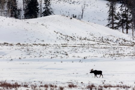 Bull moose near Soda Butte photo