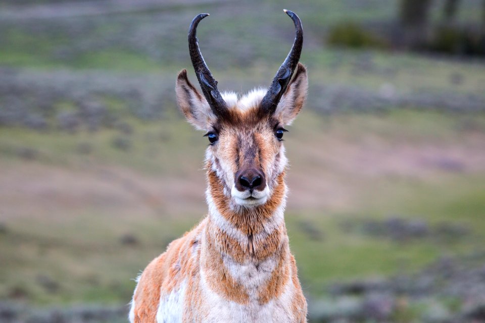 Male pronghorn, Blacktail Deer Plateau