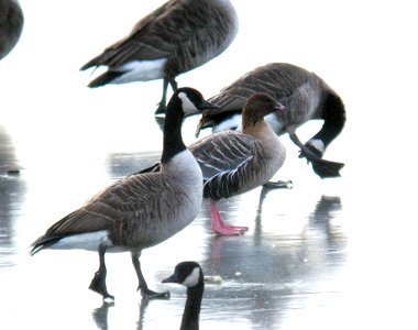 007 - PINK-FOOTED GOOSE (2-11-07) rhode island (1)