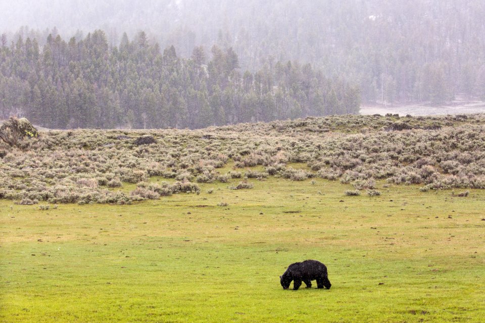 Black bear