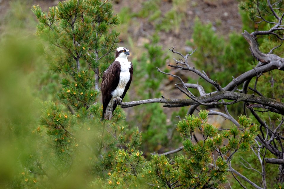 Osprey (Pandion haliaetus) perched along the Gardner River