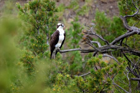 Osprey (Pandion haliaetus) perched along the Gardner River photo