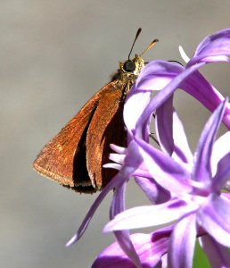 SKIPPER, sp (6-18-2014) boulder creek, santa cruz co, ca -07
