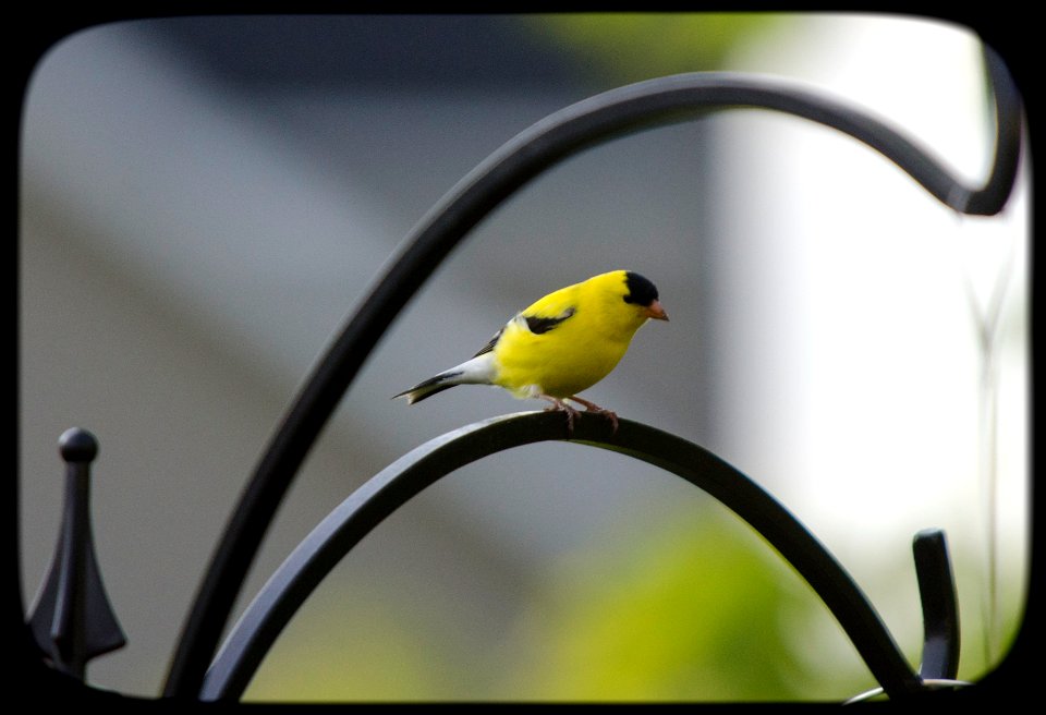 American Goldfinch