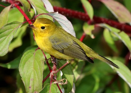 848 - WILSON'S WARBLER (9-19-2020) little colorado river, west of eagar, apache co, az -18