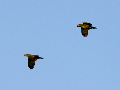 RED-LORED PARROT (2-10-2015) oliviera park, brownsville, cameron co, tx -05