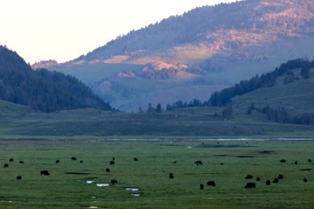 Bison grazing in Lamar Valley at sunrise photo