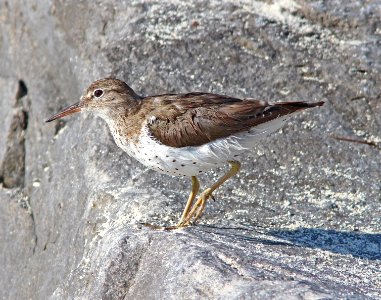 279 - SPOTTED SANDPIPER (3-8-13) key west, monroe co, fl