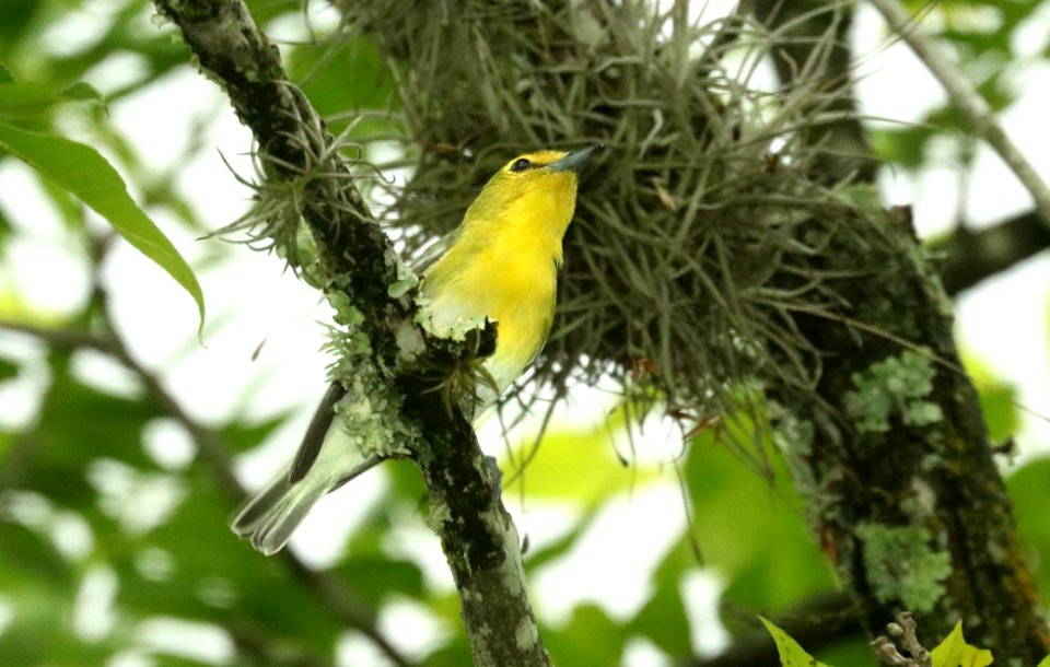 623 - YELLOW-THROATED VIREO (5-6-2019) garner state park, uvalde co, tx -01