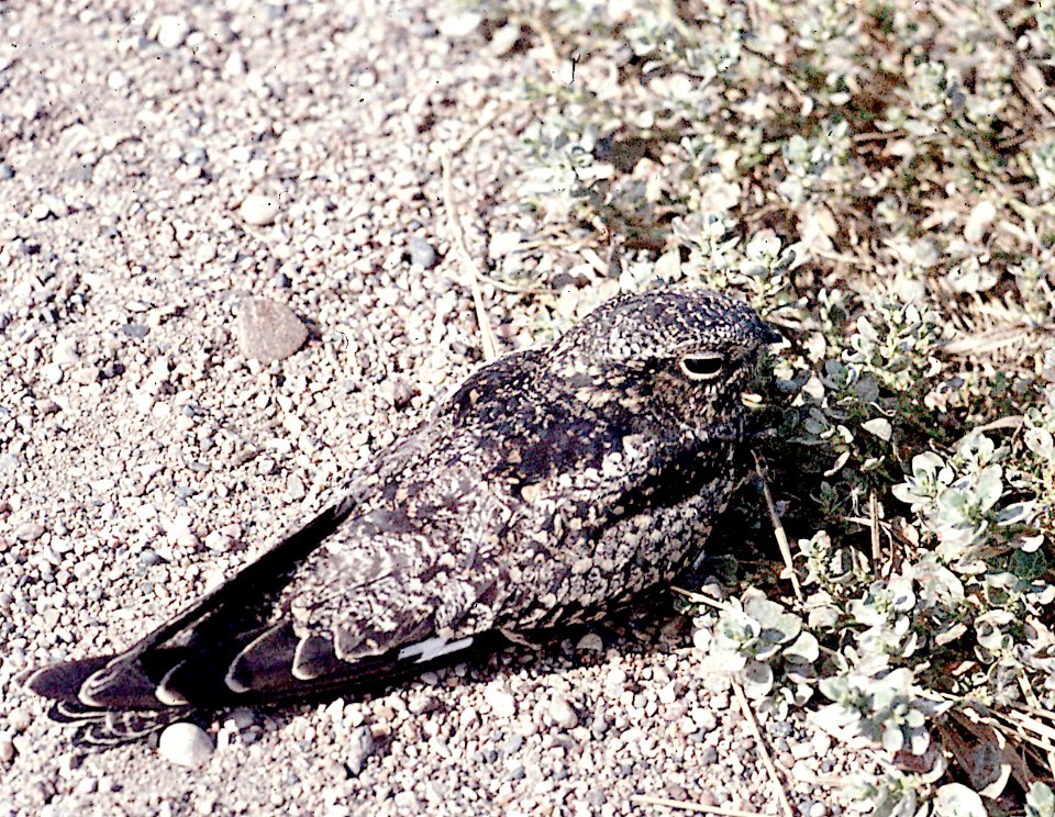 473 - COMMON NIGHTHAWK (7-93) torrey, wayne co, ut (1)