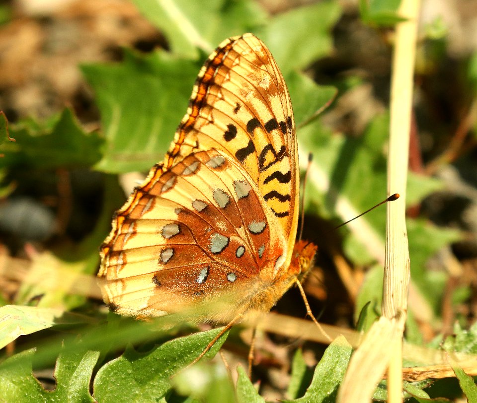 FRITILLARY, GREAT SPANGLED (Speyeria cybele) (7-30-2019) 8000 ft, rte 92 near maher, montrose co, co -07