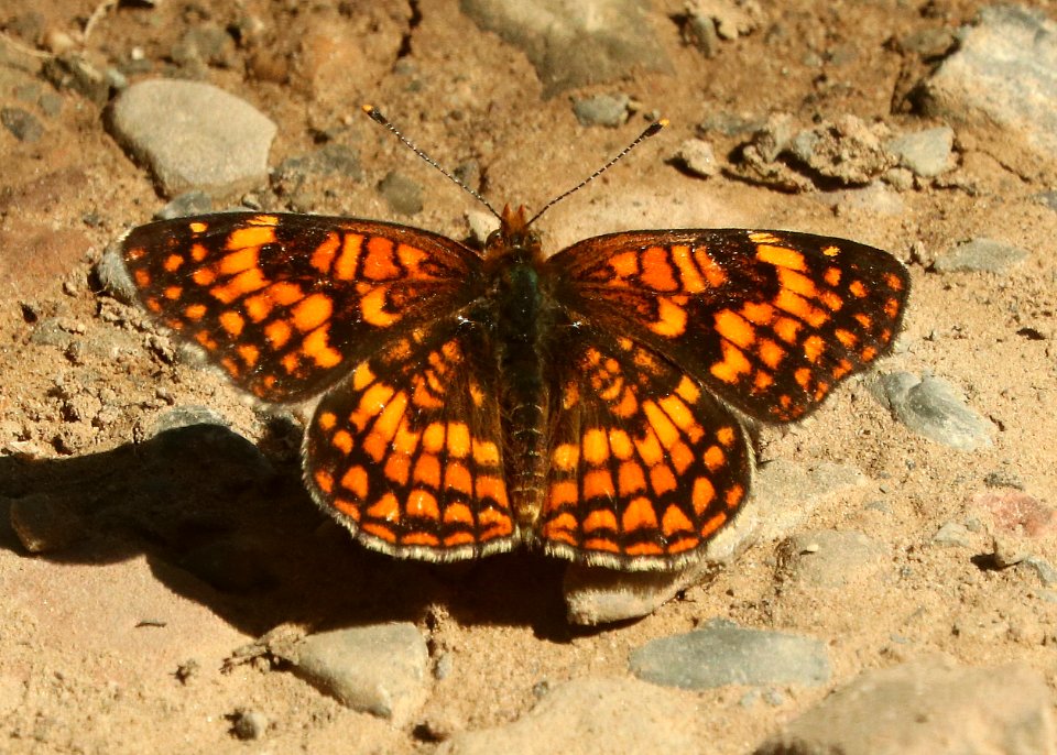 CHECKERSPOT, NORTHERN (Chlosyne palla) (7-26-2019) 7000 ft, cottonwood lake, bridger-teton nat for, east of smoot, lincoln co, wy -01