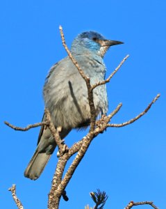 637 - PINYON JAY(4-24-2016) san juan co, ut -05