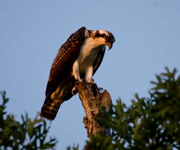 Osprey