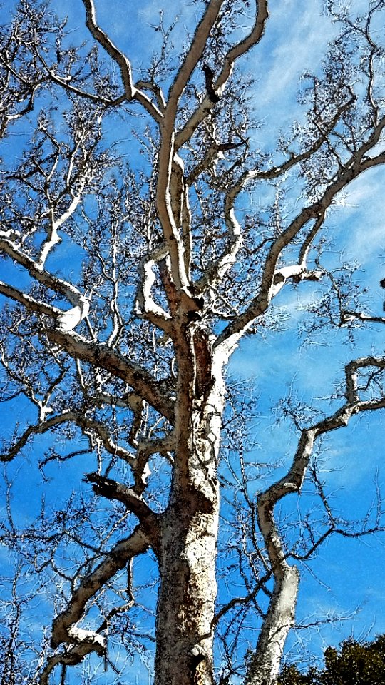 HUACHUCA MTS, Ramsey Canyon, cochise Co, AZ (3-25-2019)  -05 WATERCOLOR