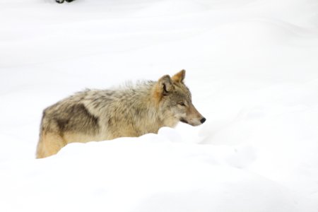 Wolf from the Canyon pack next to road near Norris taken from snowcoach through the glass window
