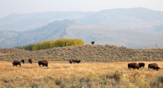 Bison in Lamar Valley