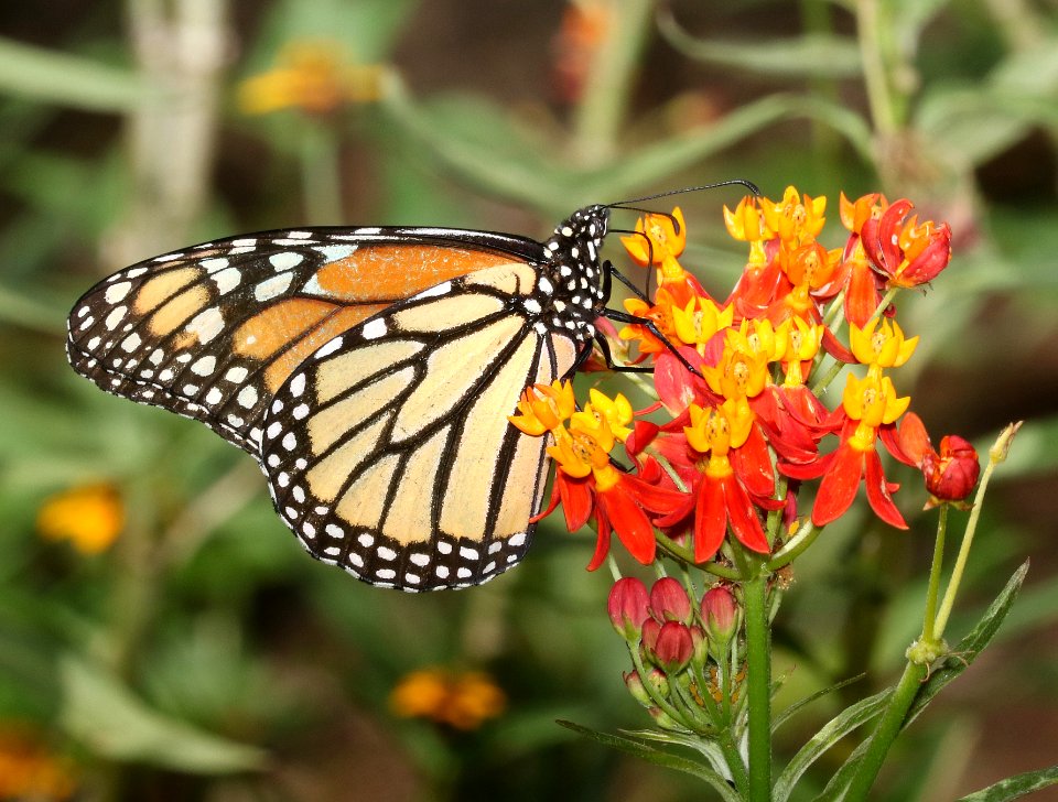 MONARCH (Danaus plexippus) (9-18-2017) honolulu, honolulu co, hawaii -01