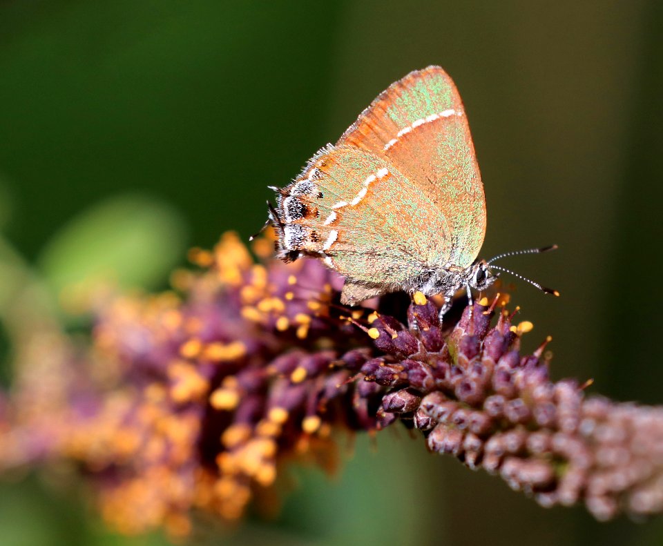 HAIRSTREAK, SIVA JUNIPER (Callophrys gryneus siva) (5-29-2020) garden canyon, huachuca mts, cochise co, az -02