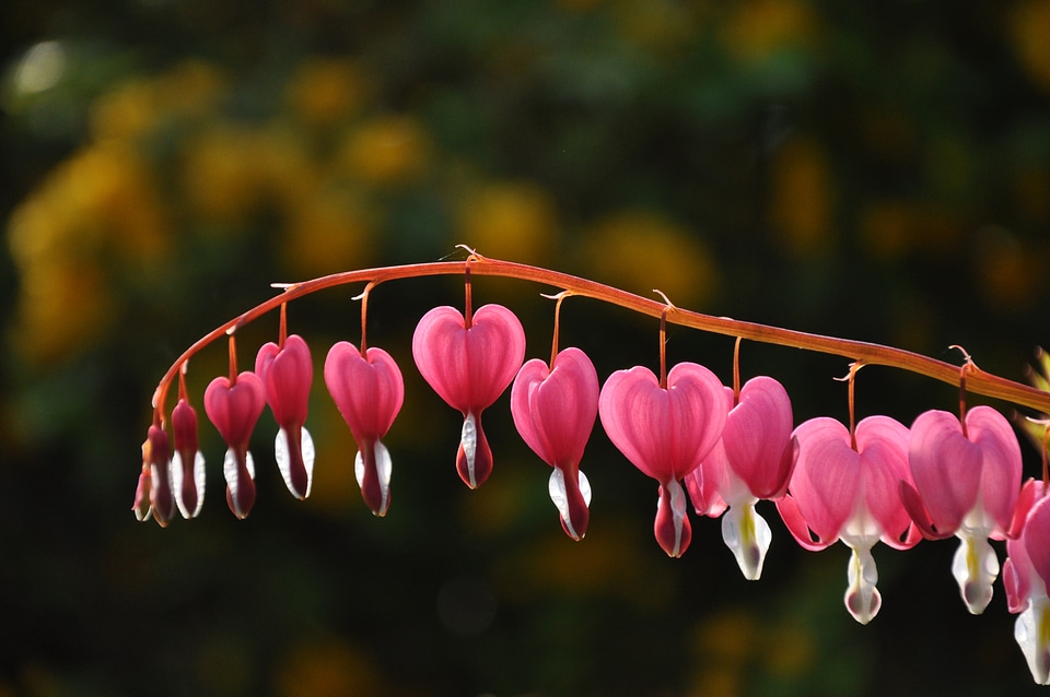 Flower heart pink flower