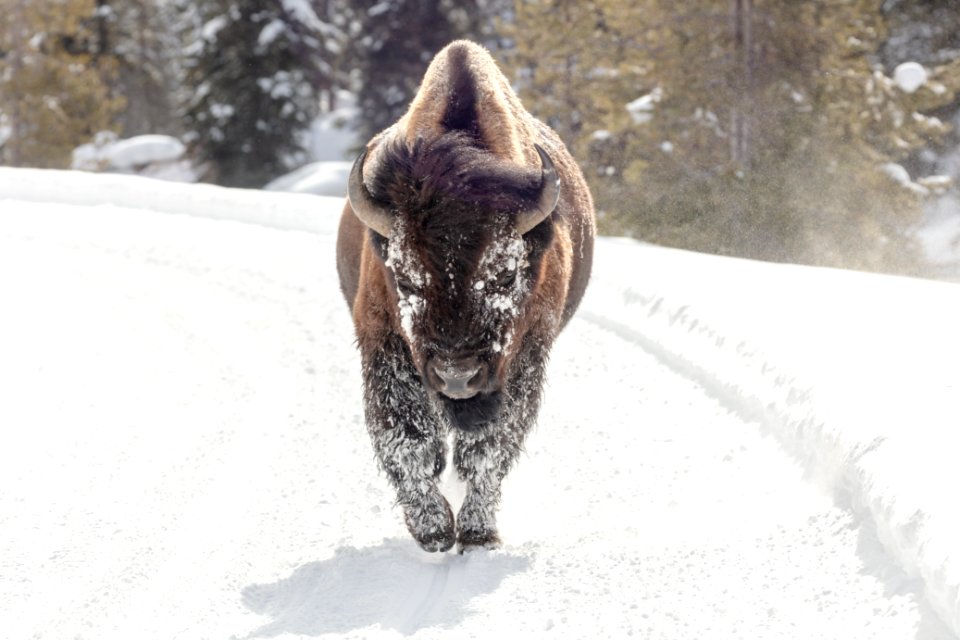 A bull bison walks down the road along the Firehole River