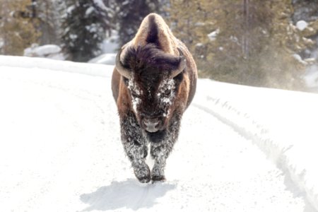 A bull bison walks down the road along the Firehole River photo