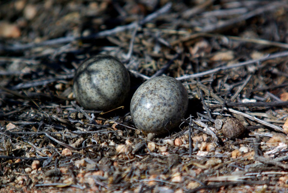 NIGHTHAWK, LESSER (6-25-07) nest with eggs, carrizo