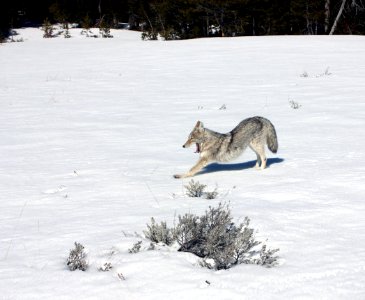 Coyote stretching