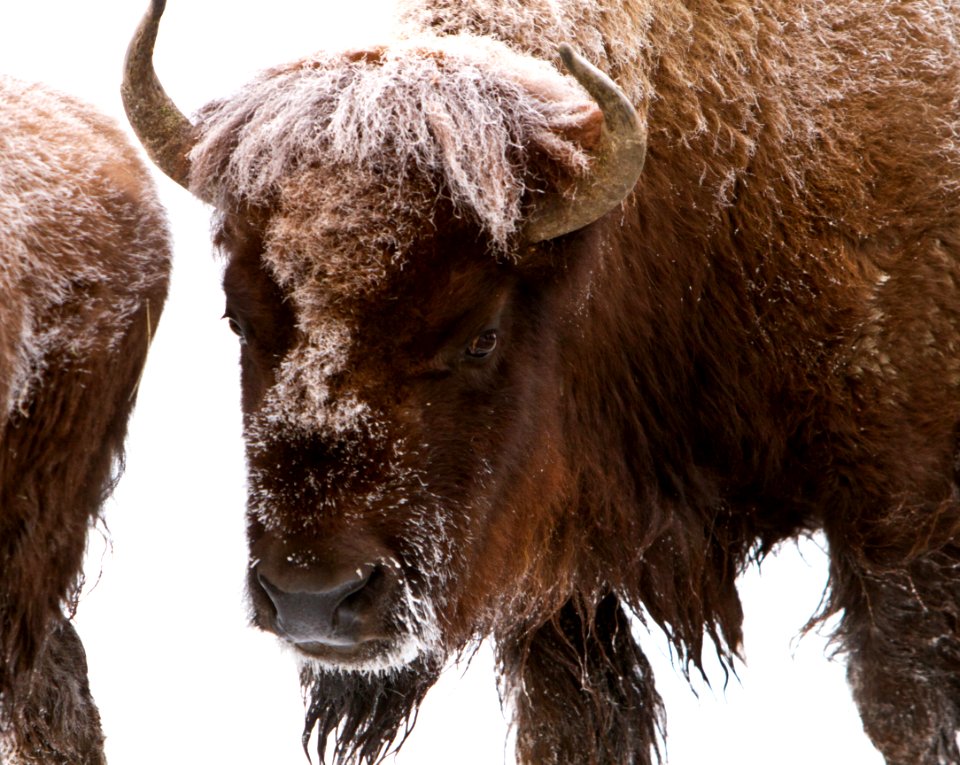 Bison near Elk Park