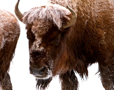 Bison near Elk Park