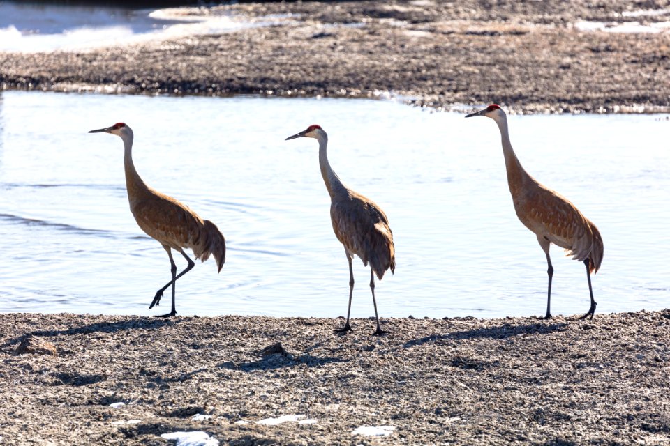 Sandhill Cranes (Grus canadensis) along the Yellowstone River