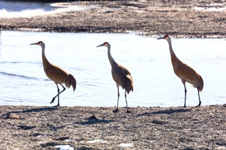 Sandhill Cranes (Grus canadensis) along the Yellowstone River photo