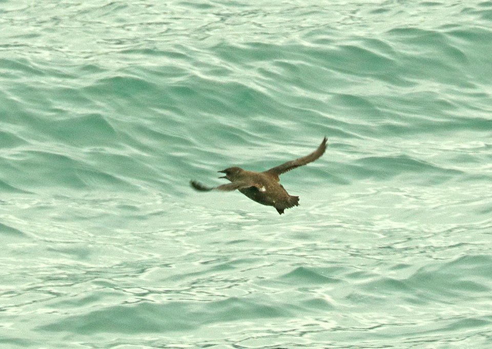 407 - MARBLED MURRELET (6-20-2019) cross sound, ak -04