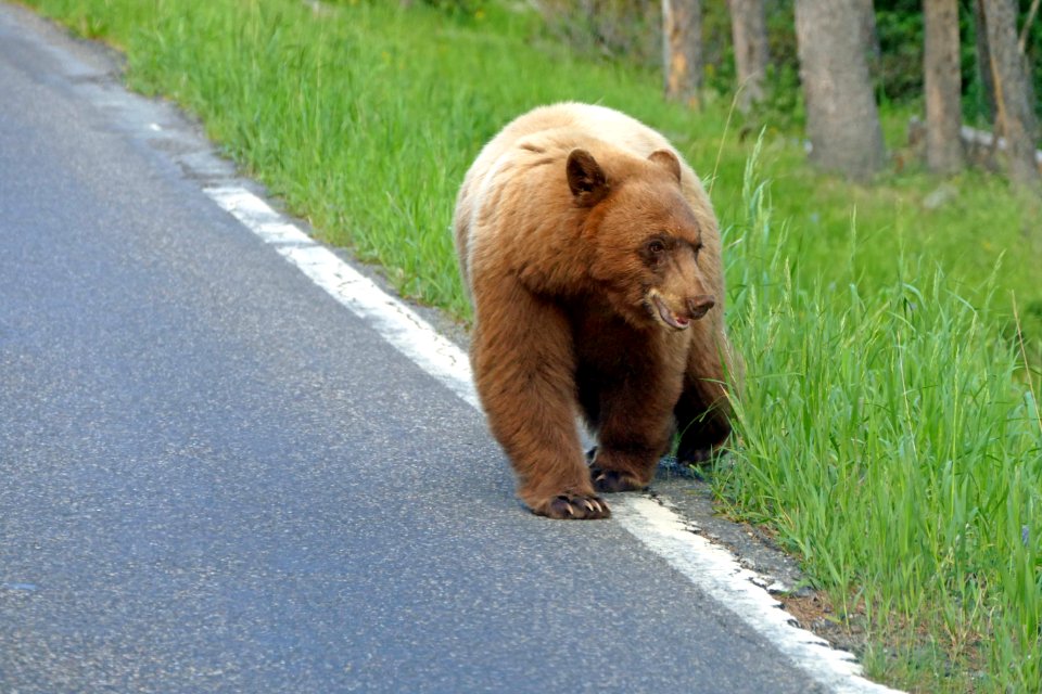 Black bear crossing road