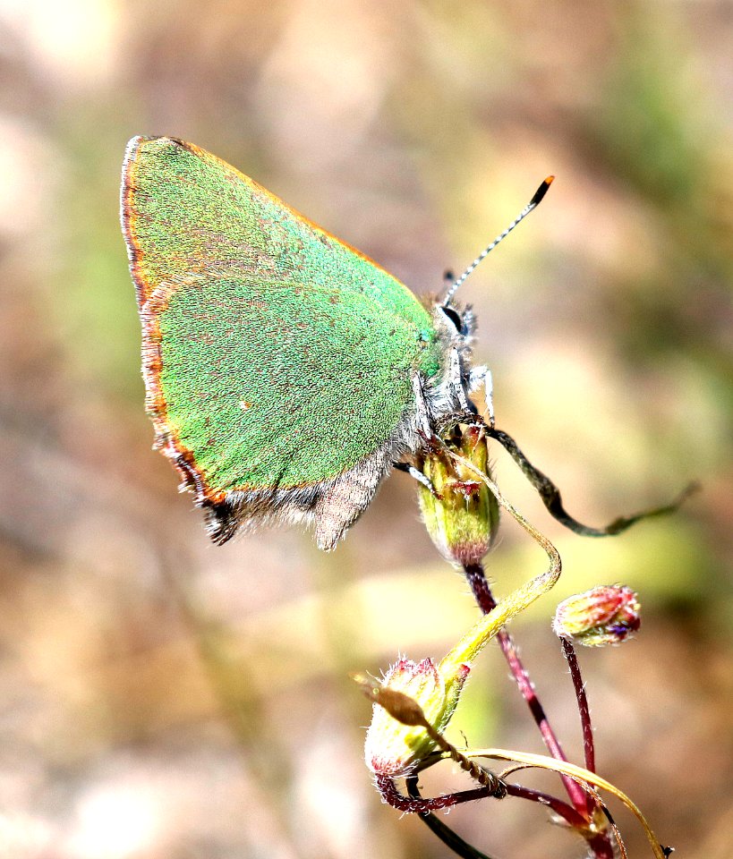 HAIRSTREAK, BRAMBLE GREEN (Callophyrs perplexa) (3-24-2016) indian flats road, near warner, san diego co, ca -02