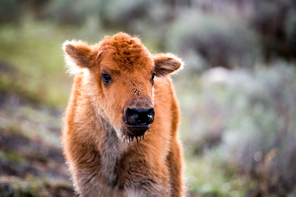 Bison calf